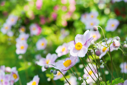 Herbst-Anemonen