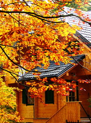 Wooden hut in autumn forest