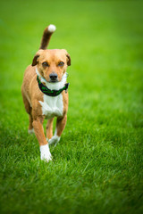 Scheuer Hund