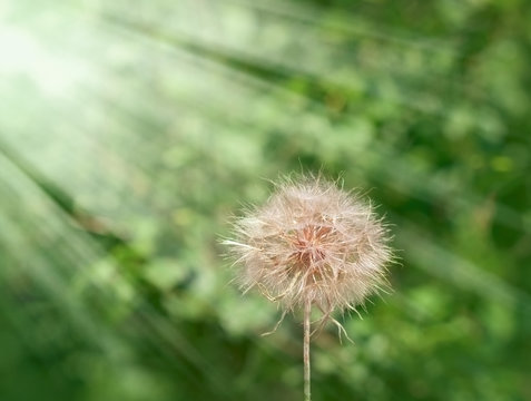 Fototapeta Dandelion - dandelion seeds