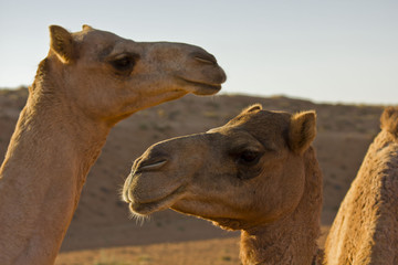 Two camels in the Wahiba sands desert in Oman.