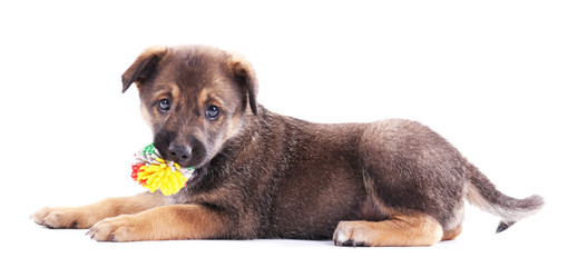 Puppy playing with a toy isolated on white
