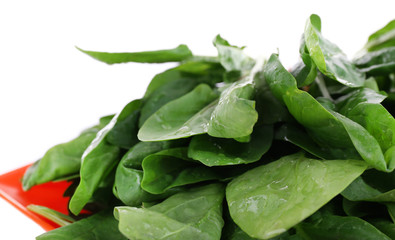 Tuft of fresh sorrel in orange square plate isolated on white