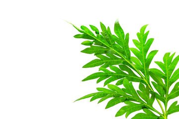 green leaves of a tree on a white background