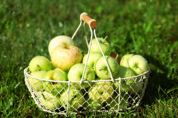 Ripe apples in basket on grass