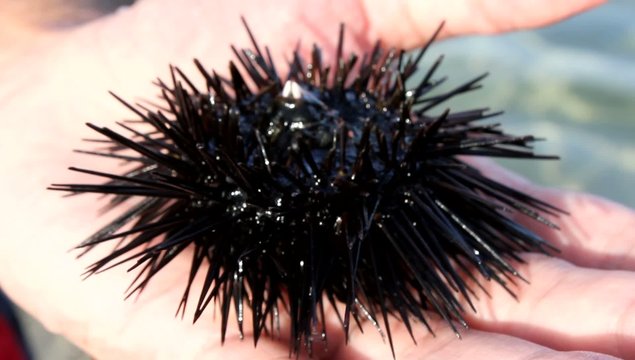 Sea urchin