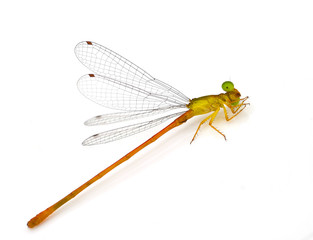 Dragonfly pin.
