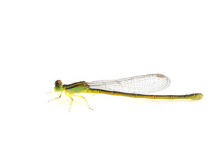 Dragonfly pin.