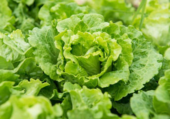 lettuce plant in field