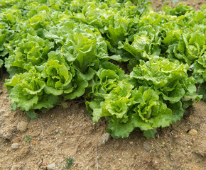 lettuce plant in field
