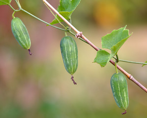 Ivy gourd or Coccina Grandis