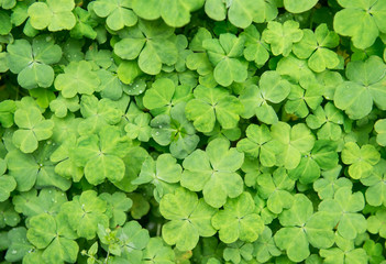 hree shamrock leaves in a clover patch