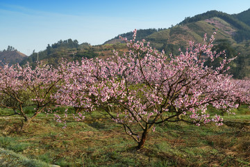 Fototapeta na wymiar peach blossom bloom in an orchard