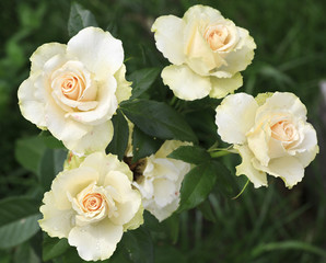 Beautiful roses on a background of green leaves.
