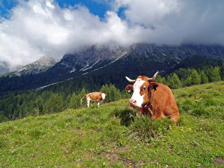 Fototapeta na wymiar Vacche al pascolo al Rifugio Bajon (Domegge di Cadore)