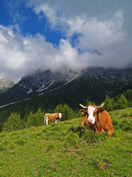 Vacche al pascolo al Rifugio Bajon (Domegge di Cadore)
