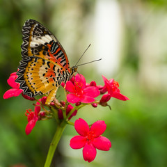 Butterfly on flower