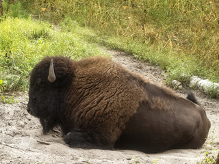 European wood bison