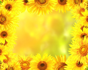 Panele Szklane Podświetlane  Ramka z jasnożółtymi słonecznikami
