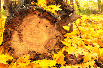 Autumn leaves and log