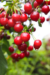 Crop of cherries