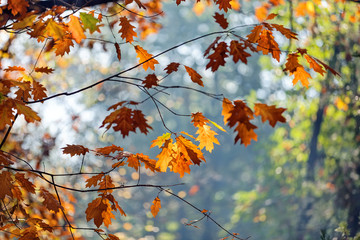 leaves in the park