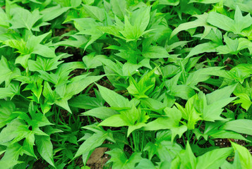 sweet potato crops grow in garden 