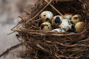 Quails eggs in a nest on the wooden background
