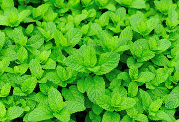 mint plants grow in vegetable garden 