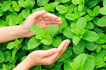 Naklejka na ściany i meble woman hands protect mint plants in vegetable garden 
