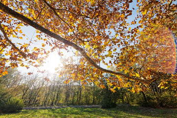 leaves in the park