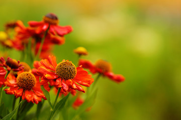 Beautiful red flowers on grass background in the garden