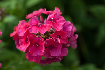 Fototapeta premium Flower in a botanical garden. St. Petersburg. Russia.