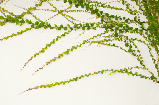 ivy leaves isolated on a white background
