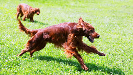 Irish Setters running on grass