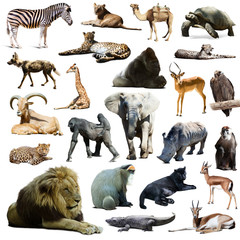lion  and other African animals. Isolated over white