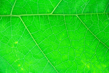 Green leaf background texture, macro