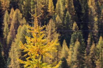 Larch tree forest