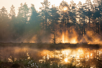 Sunrise in woods