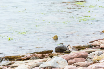 Sanderling wading bird