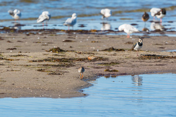 Shorebirds on a beach