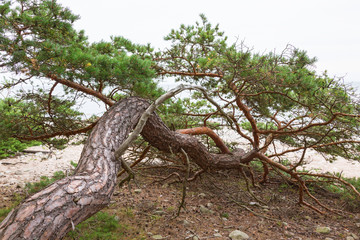 Fototapeta na wymiar Old pine tree