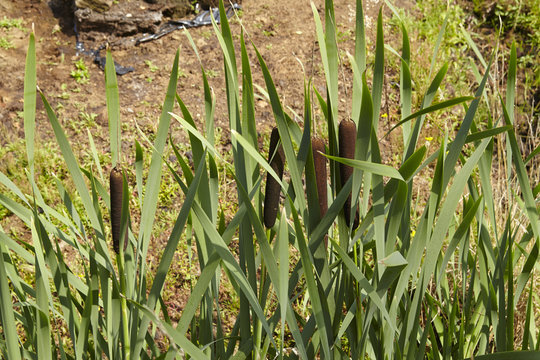 Flora - Rohrkolben