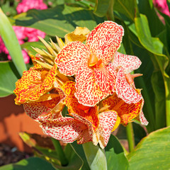 Blumenrohr - Canna