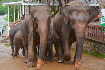 Fototapeta na wymiar troupeau d'éléphants sri lanka pinnawala