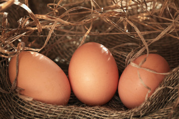 chicken eggs on the farm