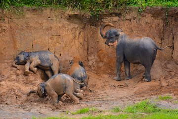 bain de boue troupeau d'éléphants sri lanka pinnawala