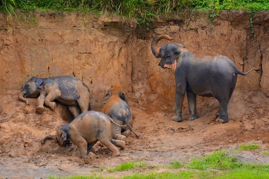 bain de boue troupeau d'&eacute;l&eacute;phants sri lanka pinnawala