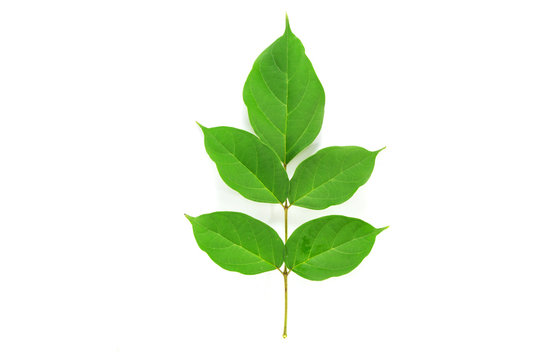 Green leaf isolated on white background