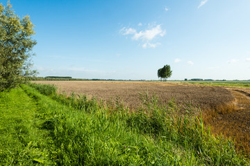 Large stubble field in summertime